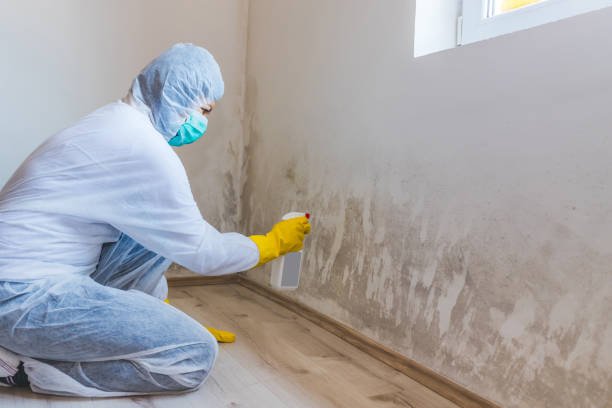 Licensed Basement Mold Remediation service in Georgetown, KY - 24 Hour Mold Removal