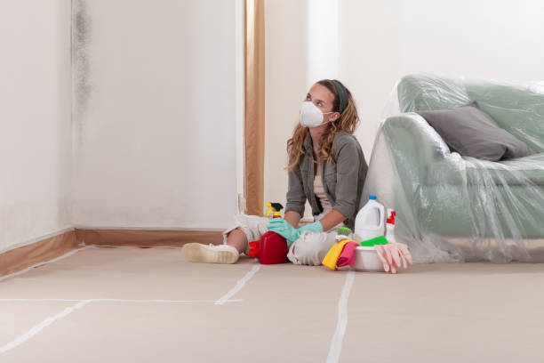 Reliable Basement Mold Remediation contractor in Georgetown, KY by 24 Hour Mold Removal